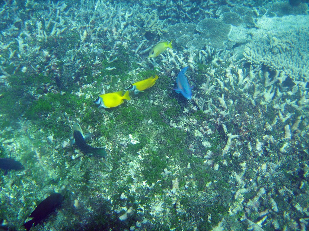 Reef & Marine Life